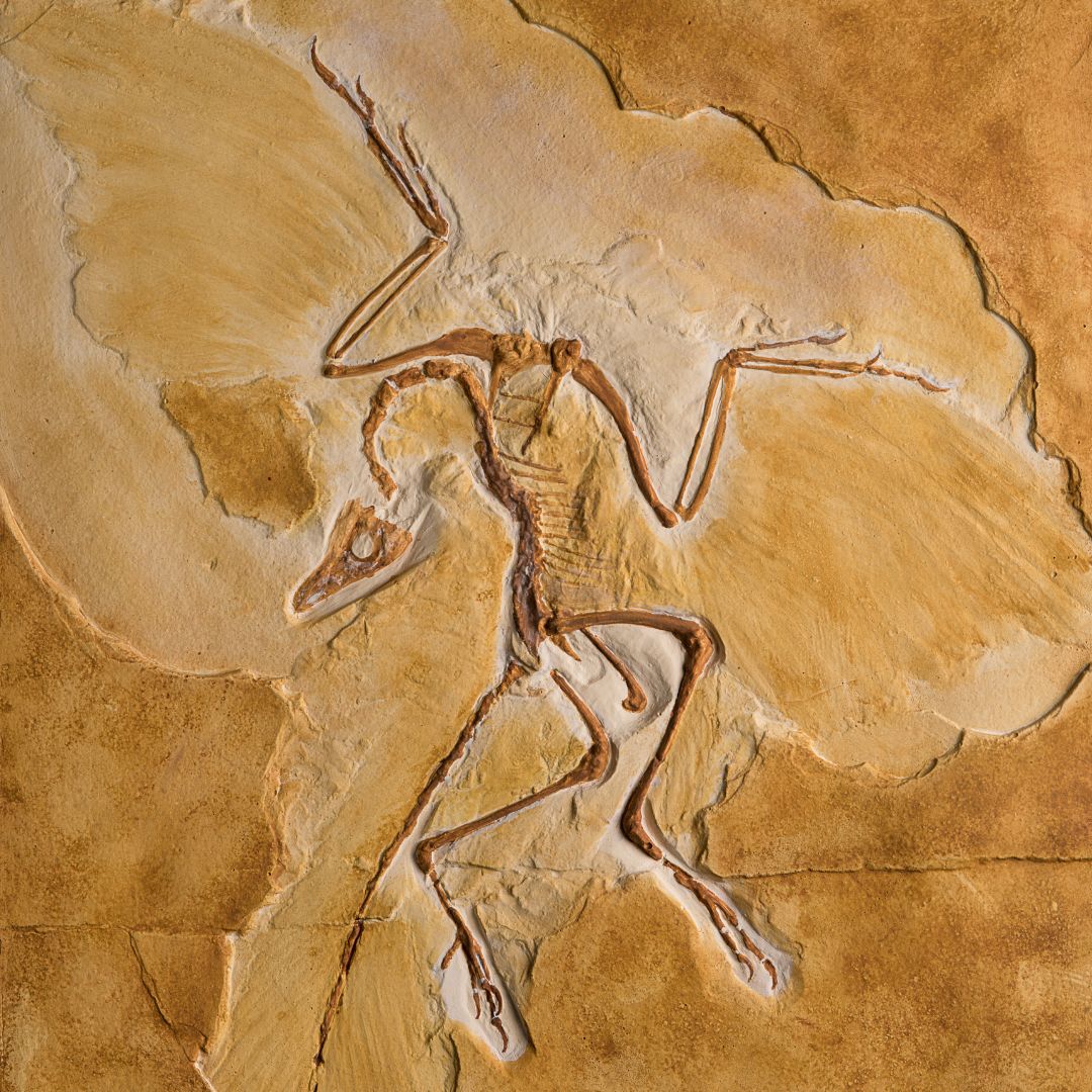 <i>Archaeopteryx lithographica</i> - Museu de Berlim - Image 2