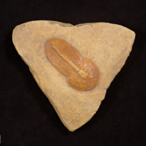 Fauna de Chengjiang - Trilobita Aracnomorfo: <i>Misszhouia longicaudata</i>