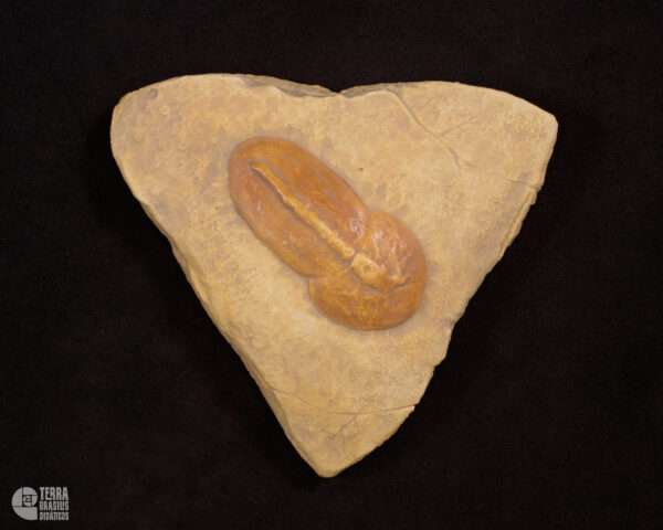 Fauna de Chengjiang - Trilobita Aracnomorfo: <i>Misszhouia longicaudata</i>