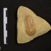 Fauna de Chengjiang - Trilobita Aracnomorfo: <i>Misszhouia longicaudata</i> - Imagem 2