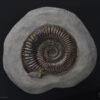Amonita: <i>Dactylioceras commune</i> 1 - Image 2