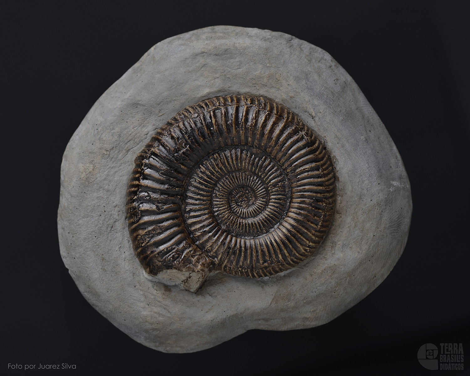 Amonita: <i>Dactylioceras commune</i> 1 - Image 2