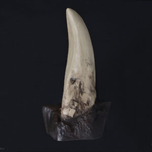 Dente: <i>Tyrannosaurus rex</i>