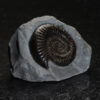Amonita: <i>Dactylioceras commune</i> - Image 2
