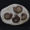 Amonitas: <i>Pleuroceras</i> sp. - Image 2