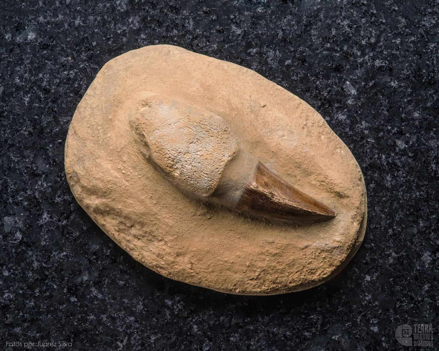 Dente do Mosassauro: <i>Prognathodon anceps</i> - Imagem 2