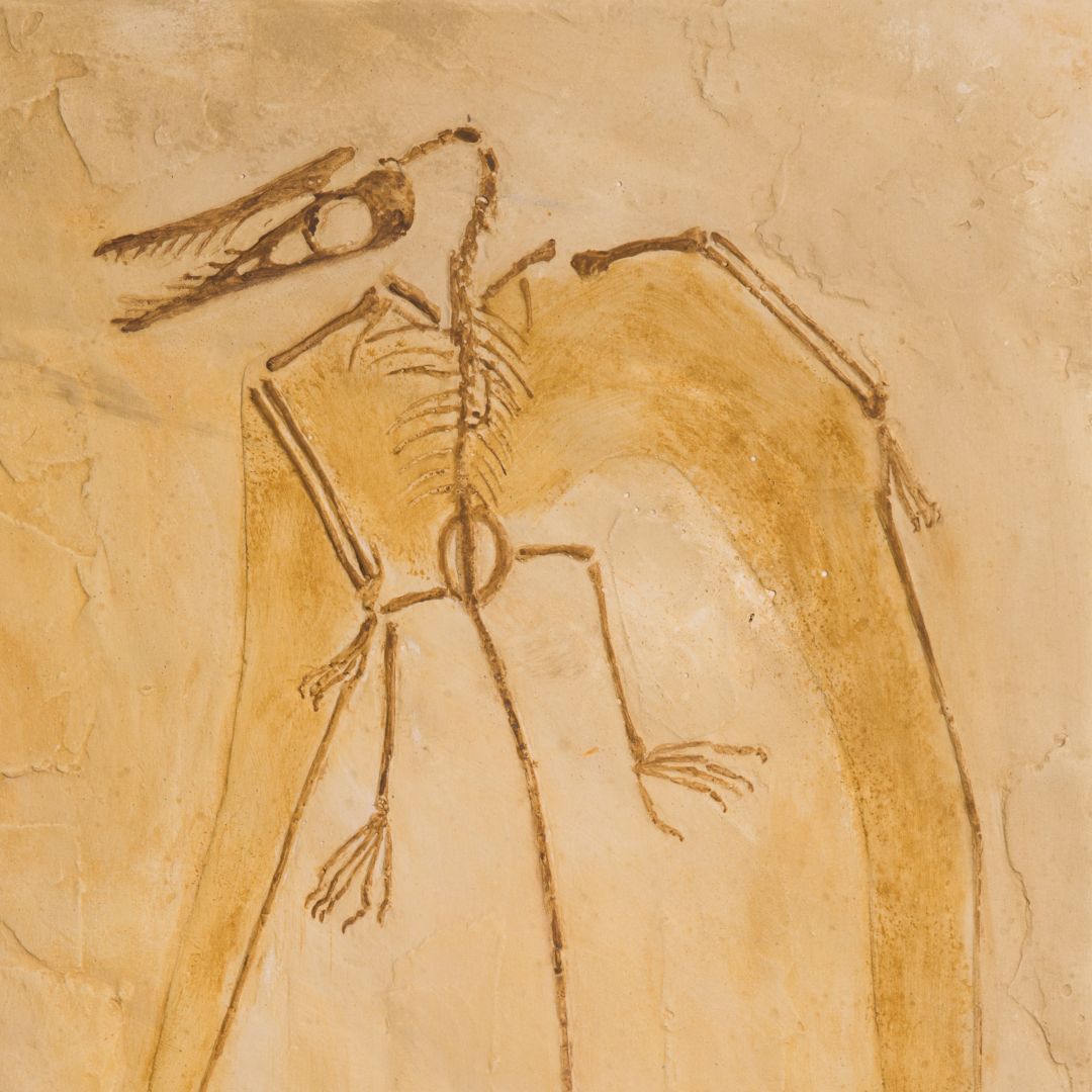 Pterossauro: <i>Rhamphorynchus</i> sp. - Image 2