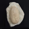 Ovo de <i>Allognathosuchus</i> sp. - Image 2