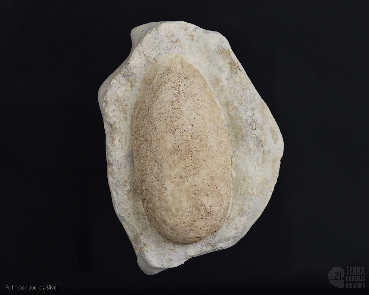 Ovo de <i>Allognathosuchus</i> sp. - Image 2