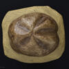 Equinóide: carapaça de <i>Hemiaster</i> sp. - Image 2