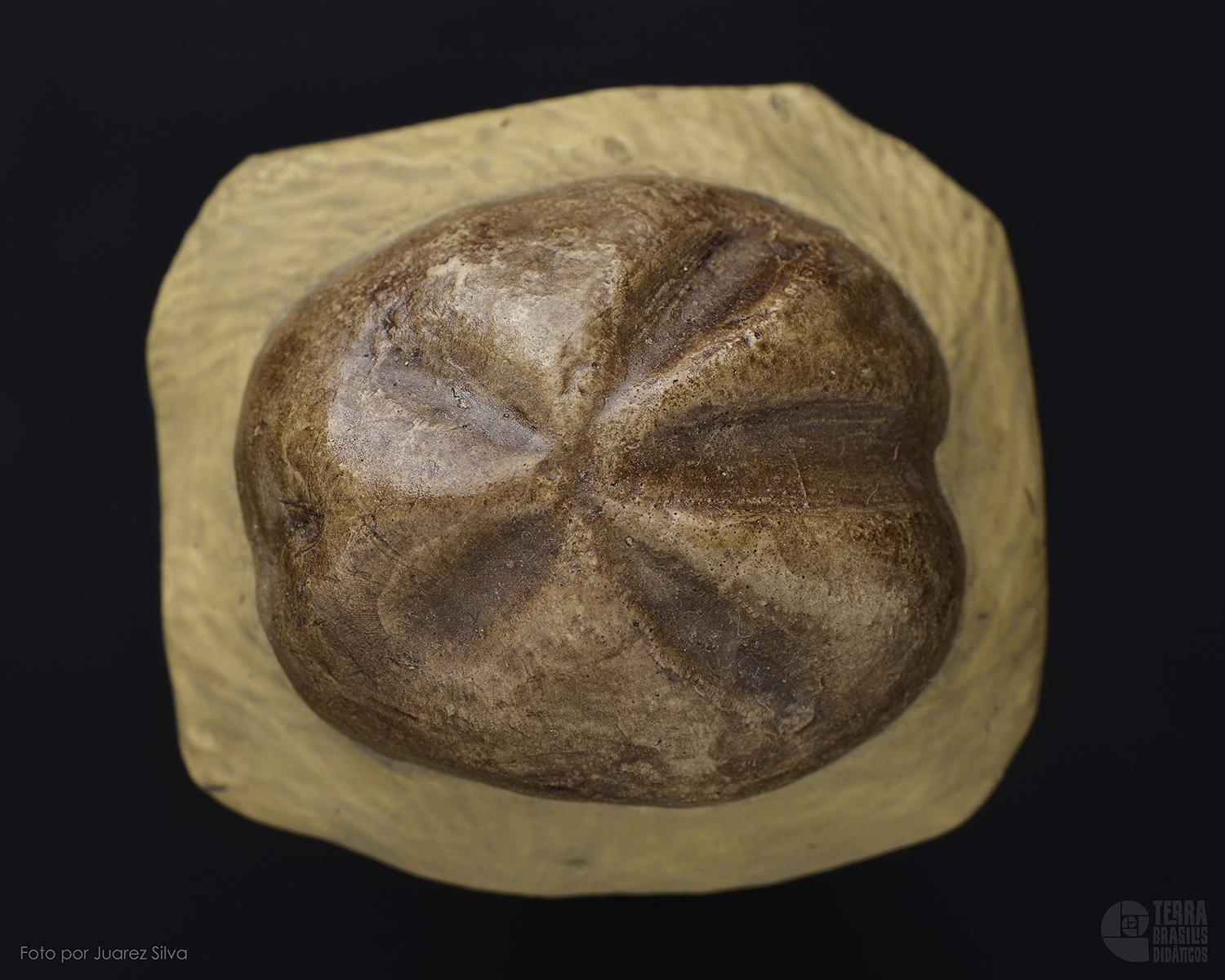 Equinóide: carapaça de <i>Hemiaster</i> sp. - Image 2