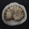 Amonita: <i>Acanthoceras eulessanum</i> - Image 2