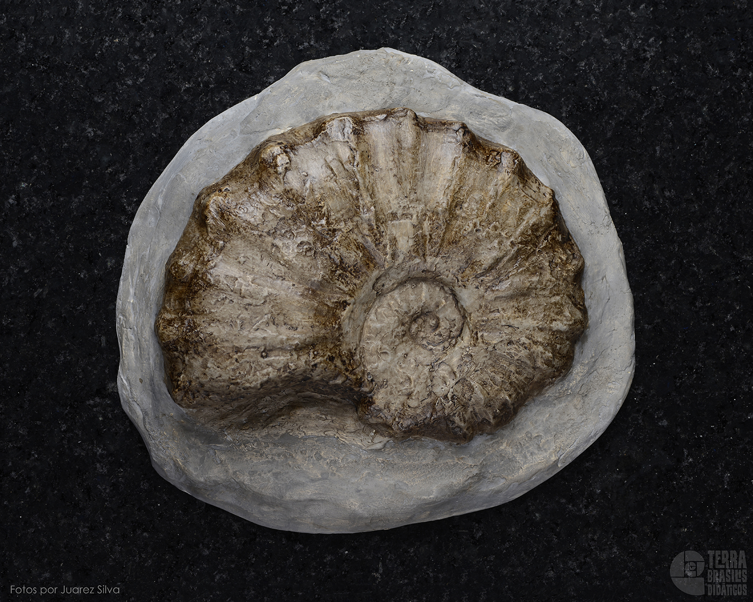 Amonita: <i>Acanthoceras eulessanum</i> - Image 2