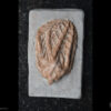 Crinóide: <i>Cyathocrinites iowensis</i> - Image 2