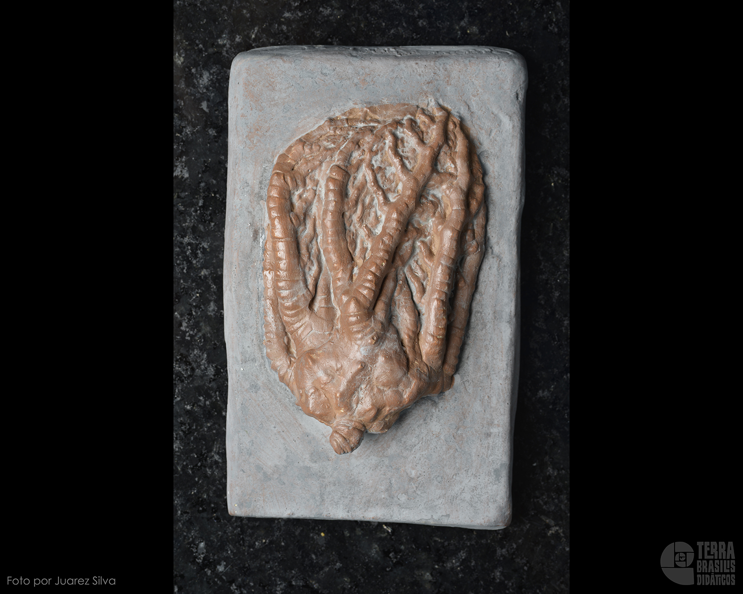 Crinóide: <i>Cyathocrinites iowensis</i> - Image 2