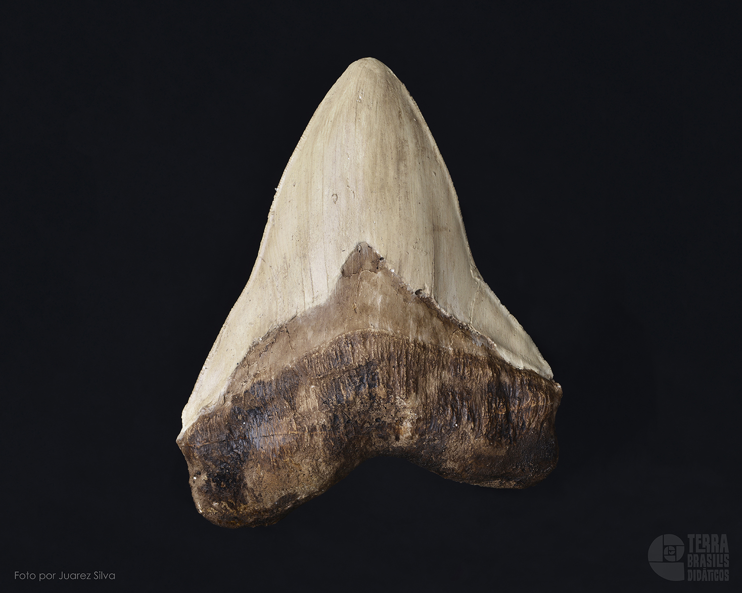 Dente de Tubarão: <i>Carcharocles (Carcharodon) megalodon</i> - Image 2