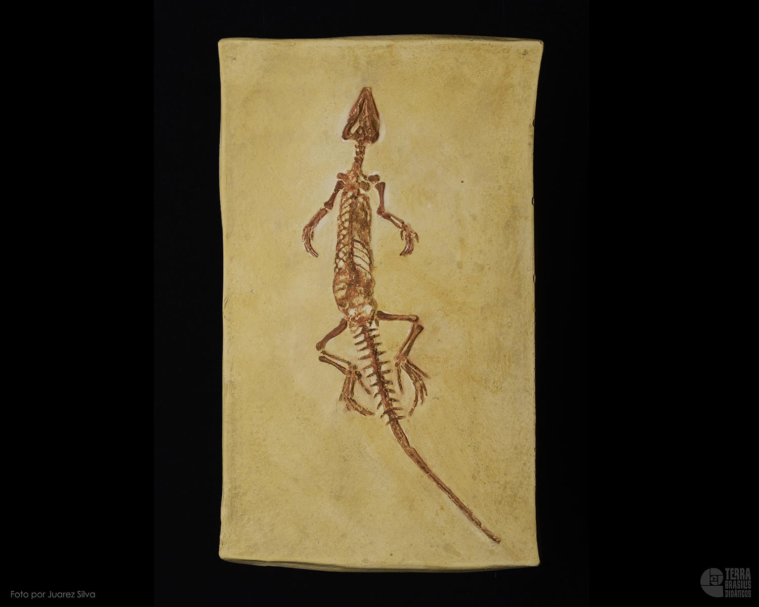 Lagarto: <i>Leptosaurus pulchellus</i> - Imagem 2