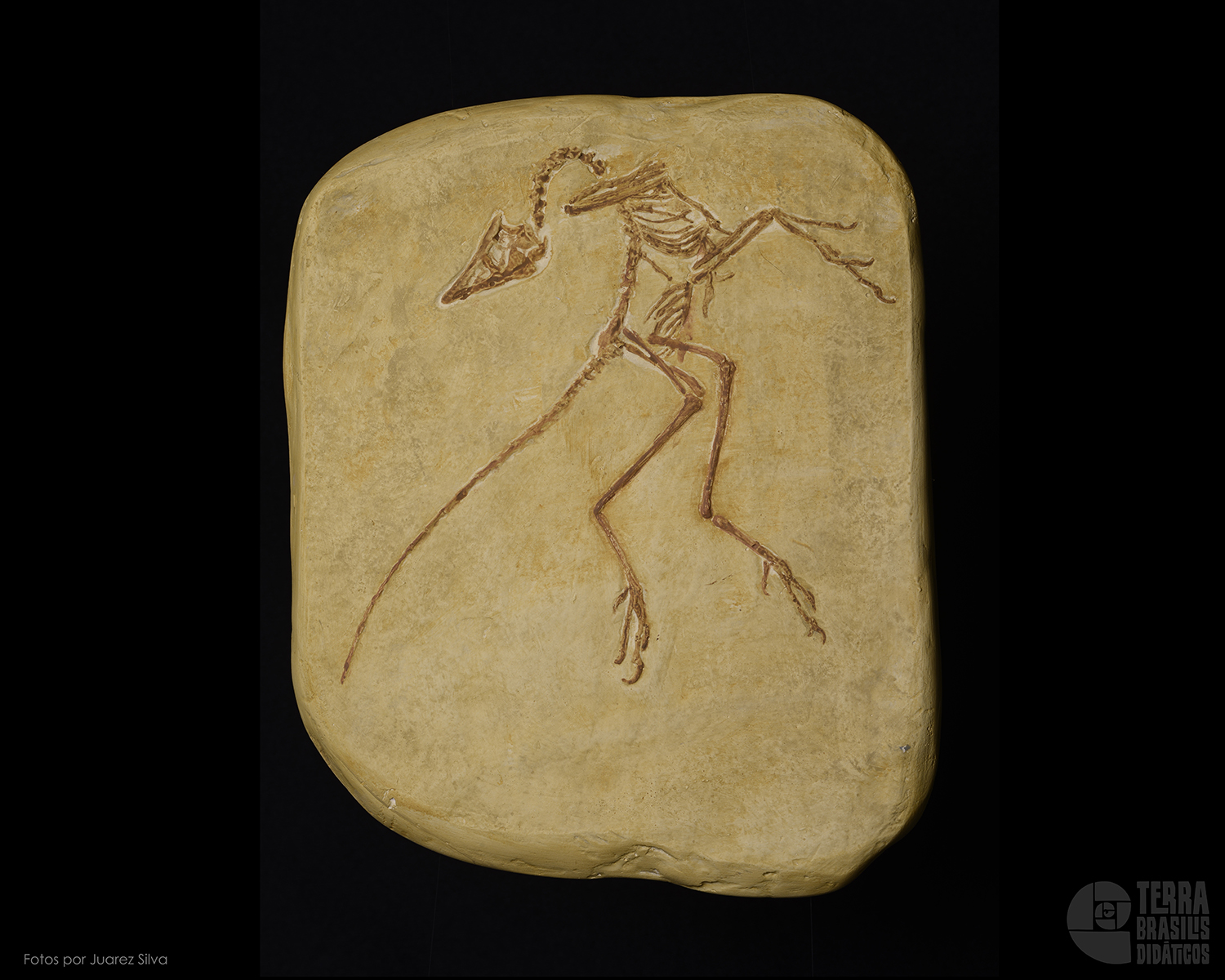 <i>Archaeopteryx lithographica</i> - Museu de Eichstatt - Image 2