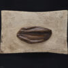 Dente de Iguanodonte: <i>Iguanodon bernissartensis</i> - Image 2