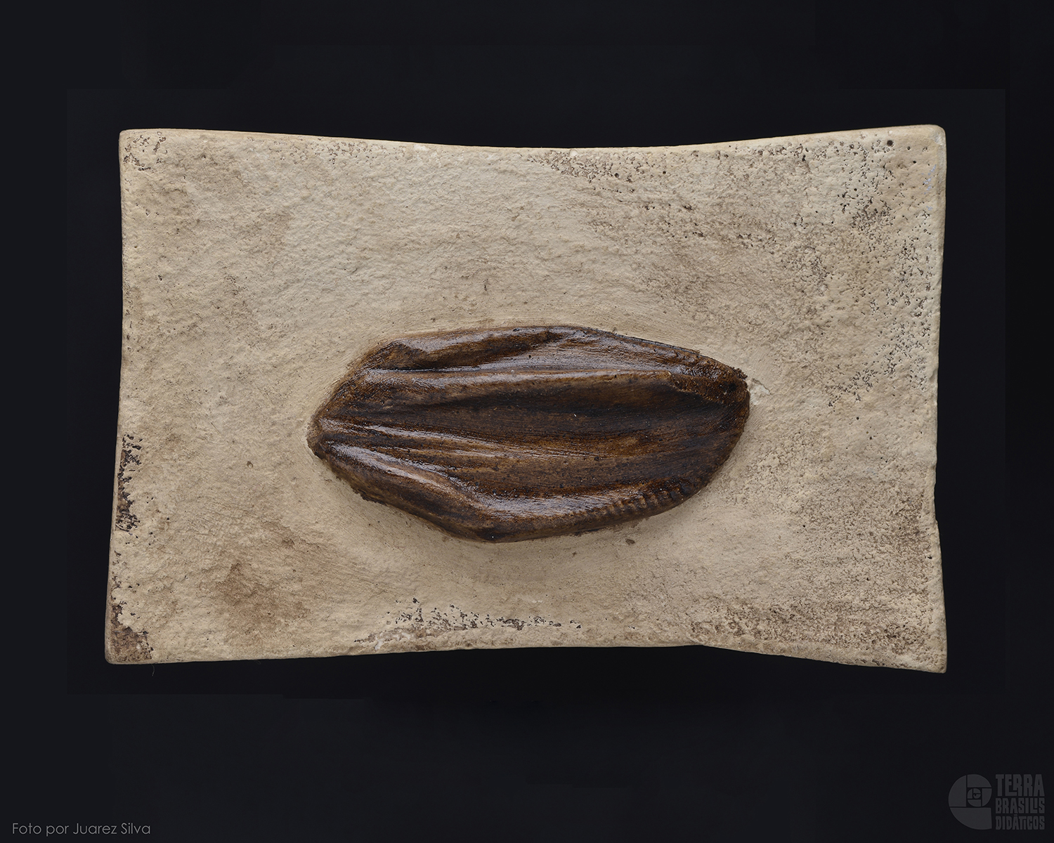 Dente de Iguanodonte: <i>Iguanodon bernissartensis</i> - Image 2