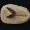 Dente de Tubarão: <i>Carcharhinus</i> sp. - Image 2