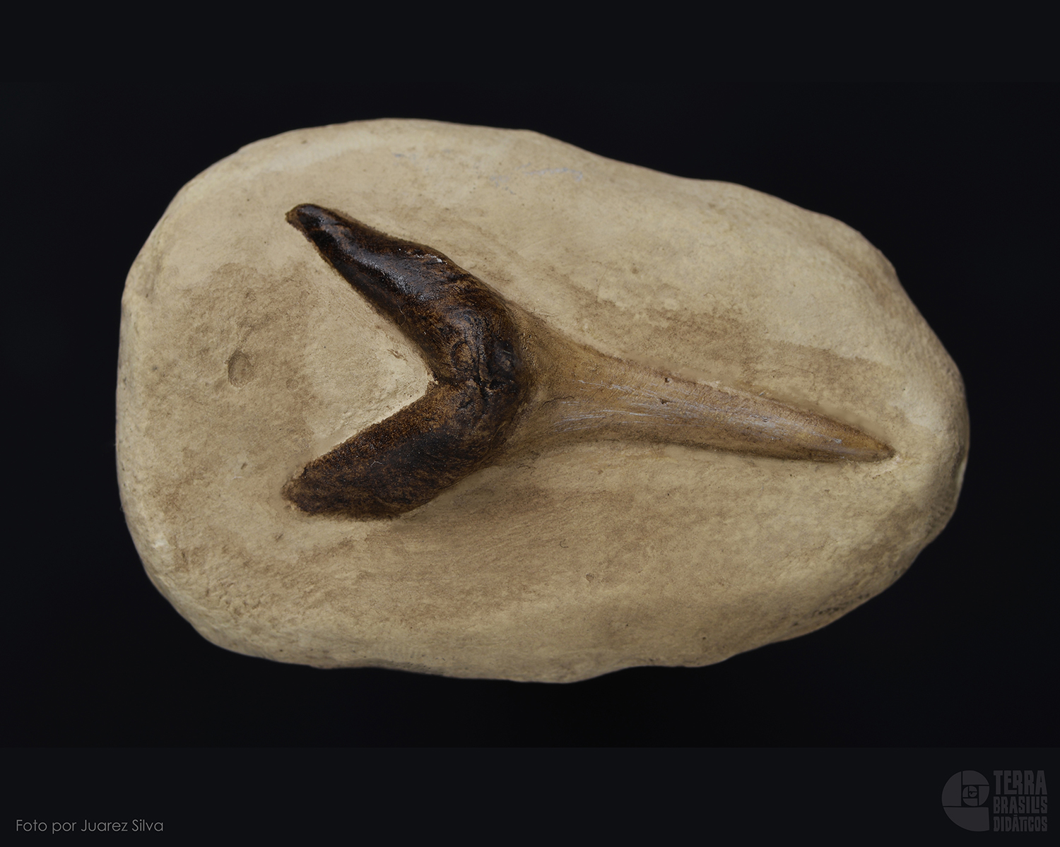 Dente de Tubarão: <i>Carcharhinus</i> sp. - Image 2