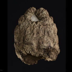 Placa osteodérmica caudal de <i>Glyptodon reticulatus</i>