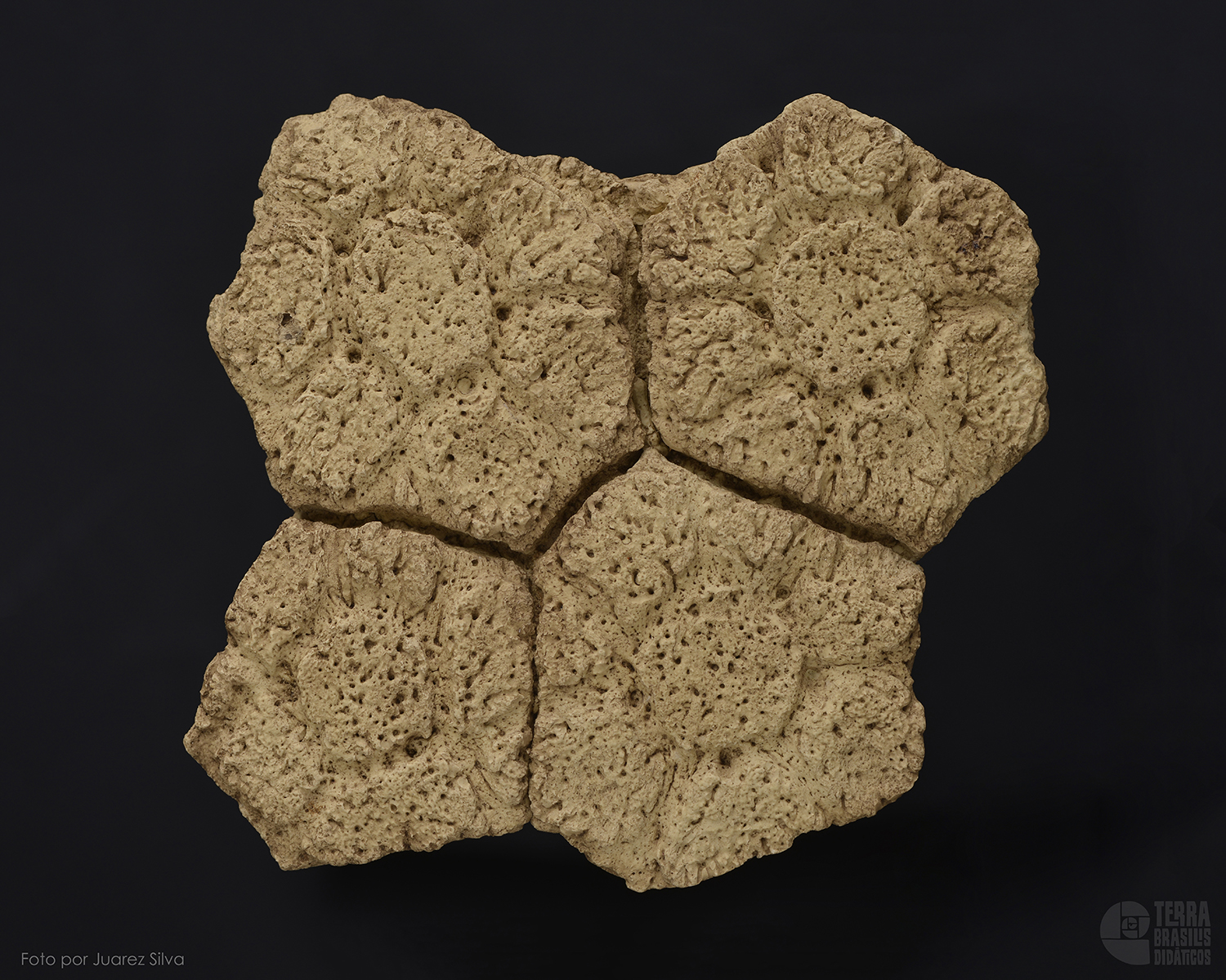 Placa osteodérmica de <i>Glyptodon reticulatus</i> - Image 2