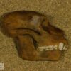 Coleção Museu na Escola: Módulo Era Cenozoica - Image 12