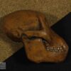 Hemicrânio direito de <i>Dryopithecus</i> sp. - Image 2