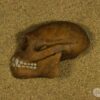 Hemicrânio esquerdo de <i>Pliopithecus</i> sp. - Image 2