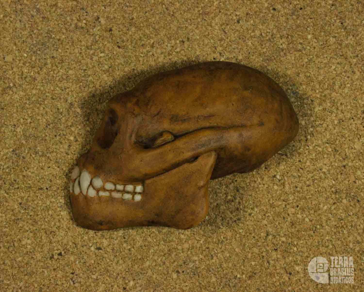 Hemicrânio esquerdo de <i>Pliopithecus</i> sp. - Image 2