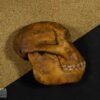 Hemicrânio direito de <i>Ramapithecus</i> sp. - Image 2