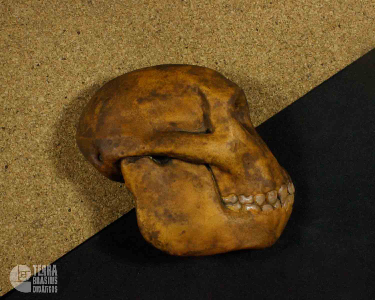 Hemicrânio direito de <i>Ramapithecus</i> sp. - Image 2