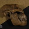 Coleção Museu na Escola: Evolução dos Simiiformes - Image 9