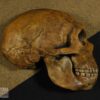 Hemicrânio direito de <i>Homo s. neanderthalensis</i> - Image 2