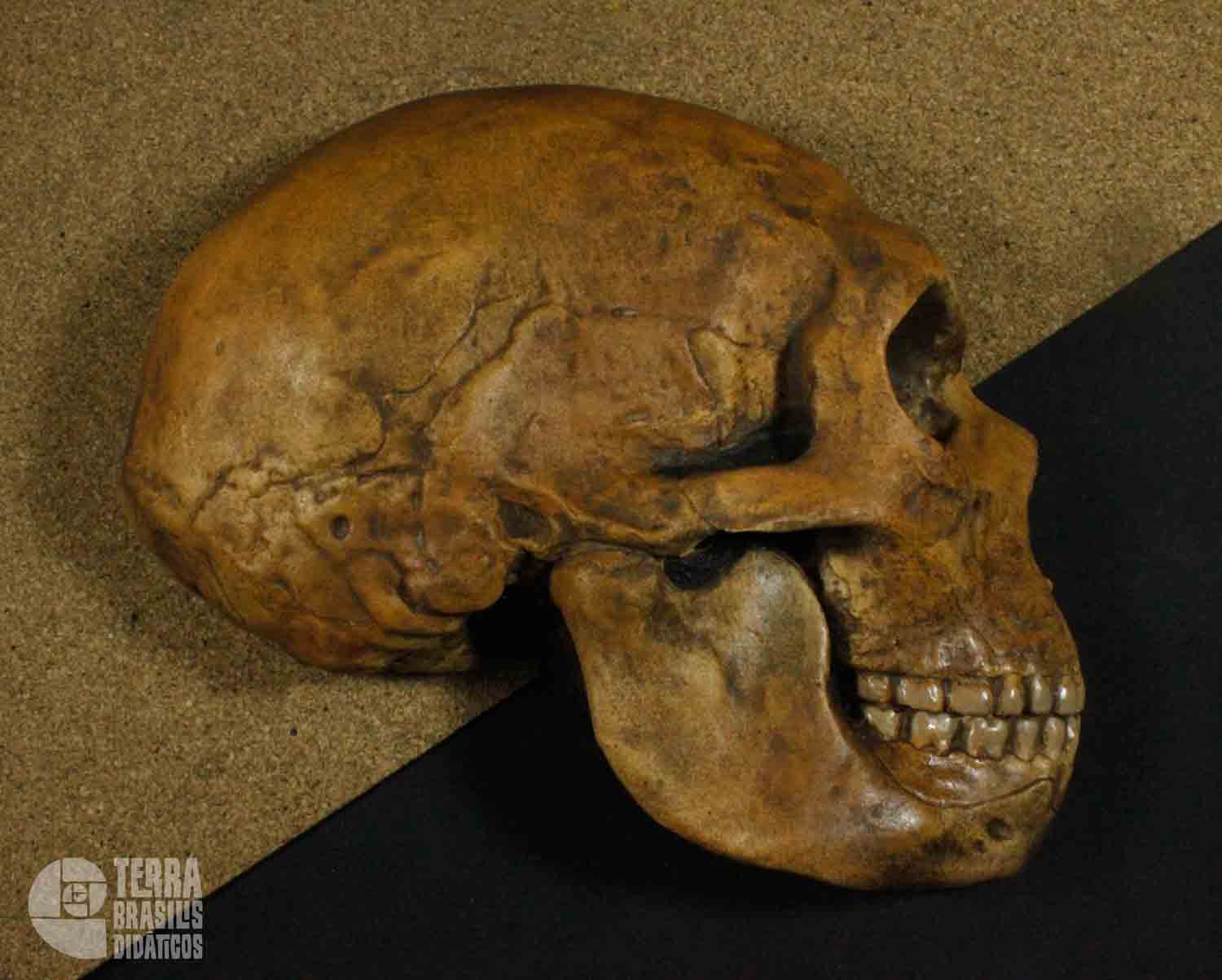 Hemicrânio direito de <i>Homo s. neanderthalensis</i> - Image 2