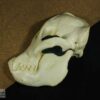 Hemicrânio esquerdo de Orangotango - <i>Pongo pygmaeus</i> - Image 2