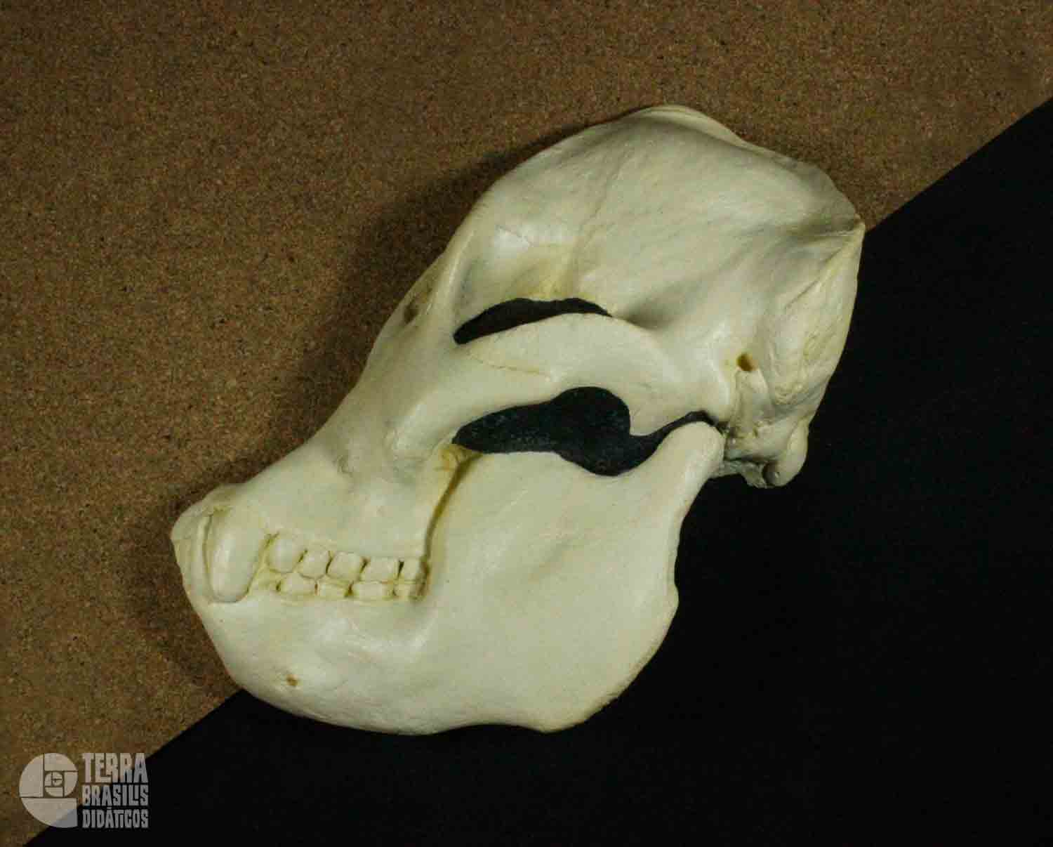 Hemicrânio esquerdo de Orangotango - <i>Pongo pygmaeus</i> - Image 2