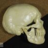 Hemicrânio direito de <i>Homo sapiens</i> - Image 2