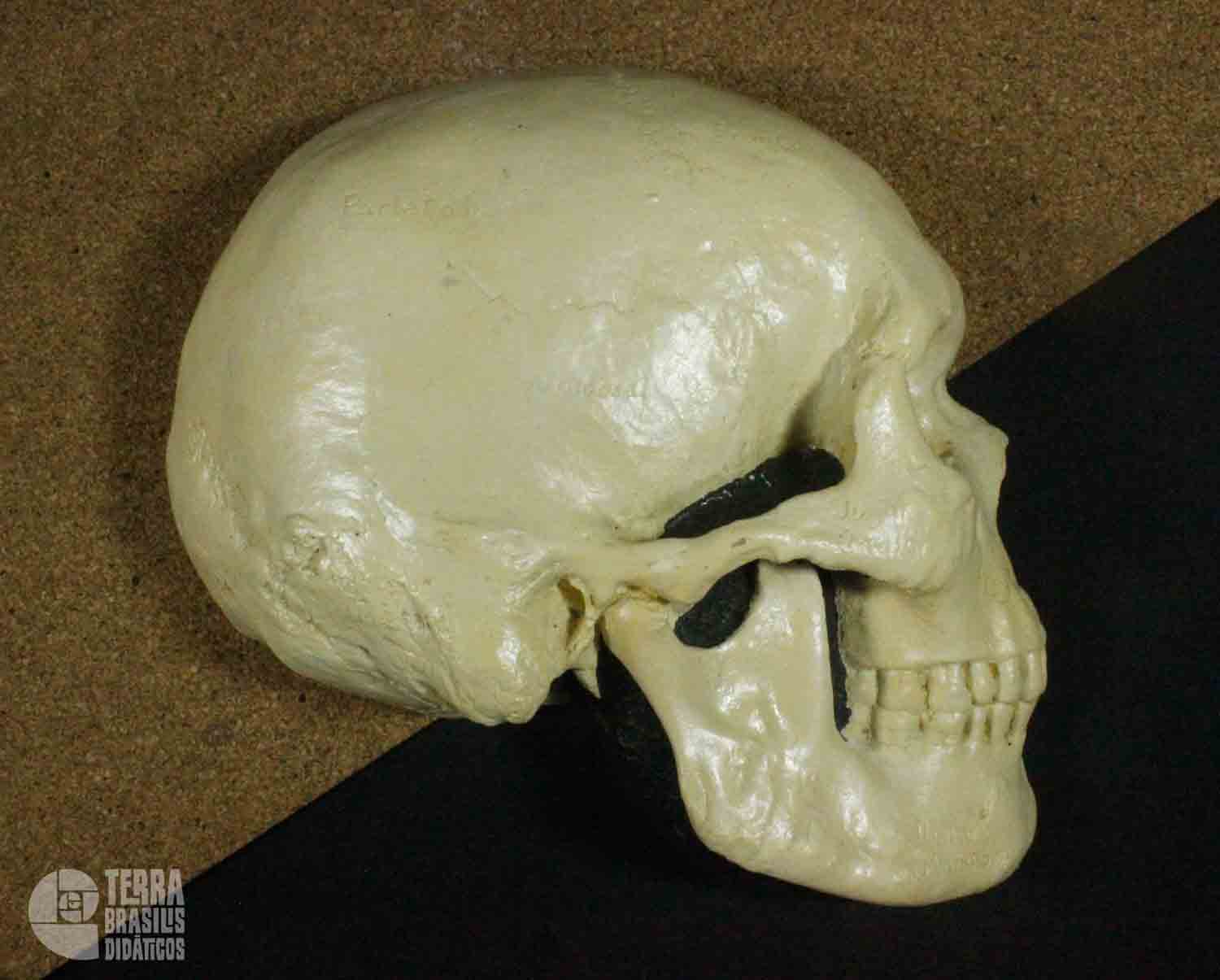 Hemicrânio direito de <i>Homo sapiens</i> - Image 2