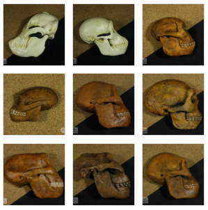 Coleção Museu na Escola: Evolução dos Simiiformes