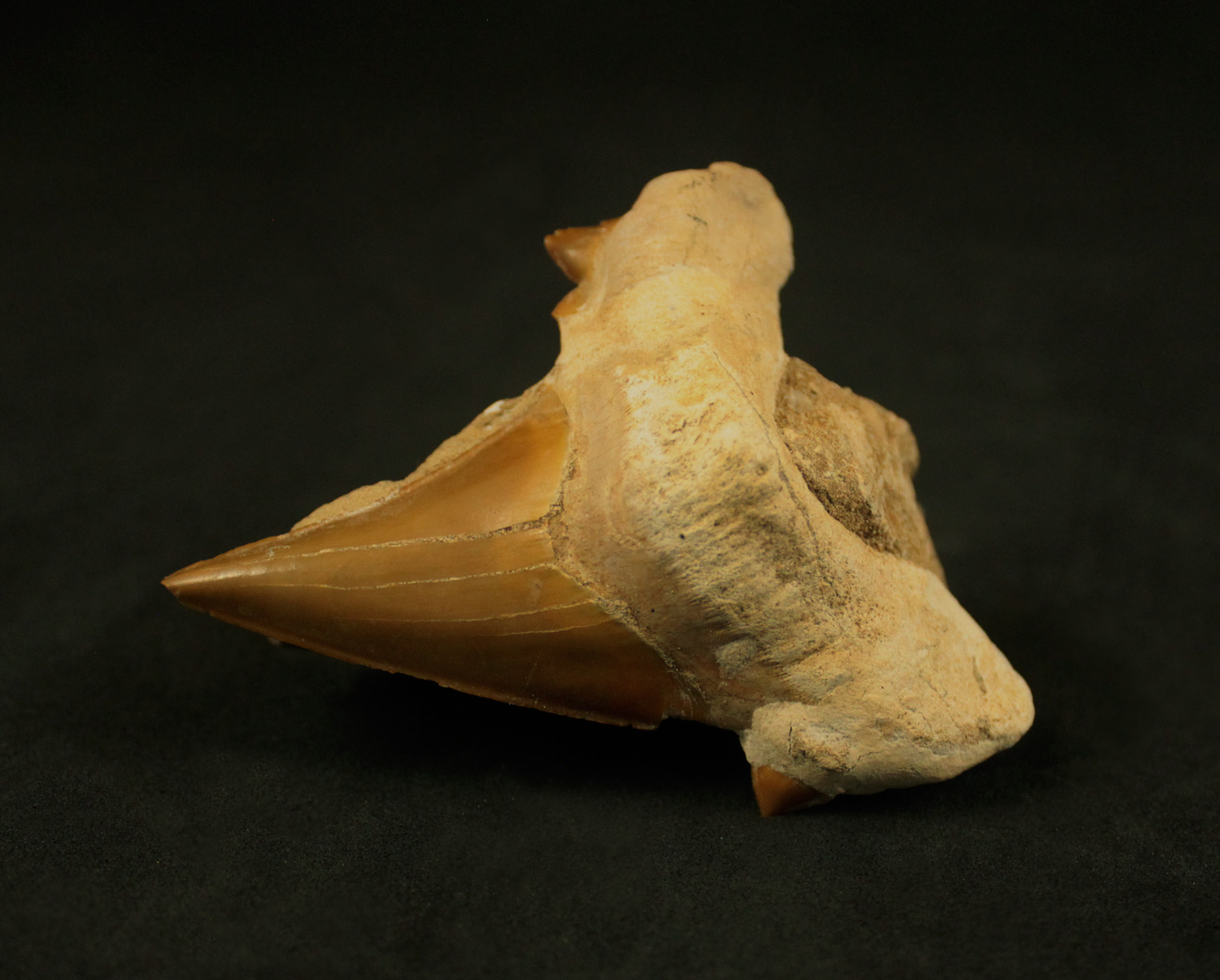 Dente de Tubarão: <i>Otodus obliquus</i> 1