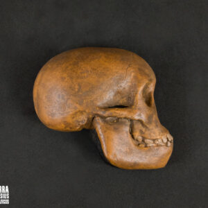 Hemicrânio direito de <i>Australopithecus africanus</i> juvenil