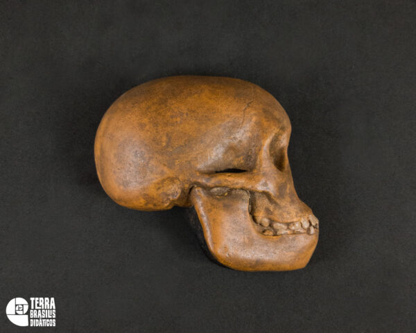 Hemicrânio direito de <i>Australopithecus africanus</i> juvenil