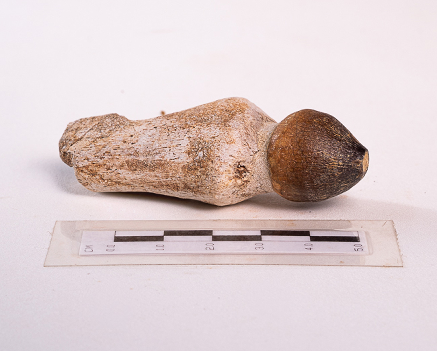Dente de Mosassaurídeo: <i>Globidens</i> sp. na mandíbula parcial 1 - Imagem 2