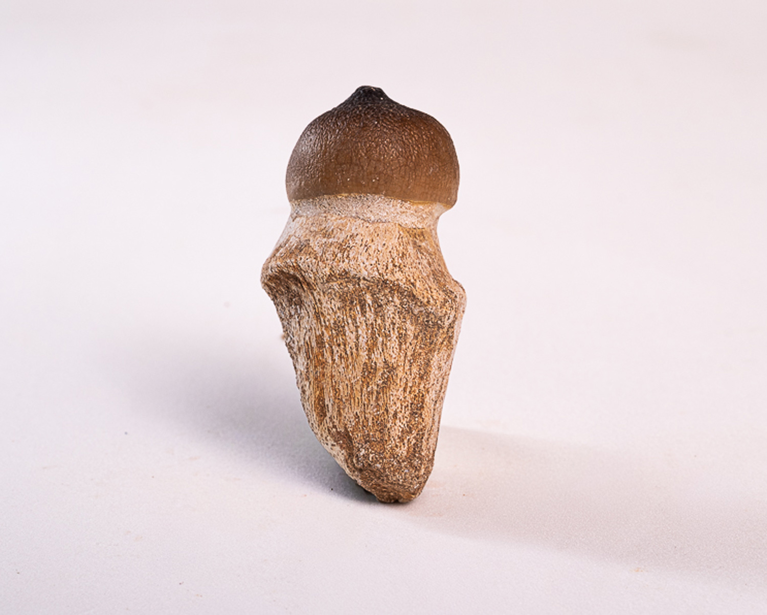 Dente de Mosassaurídeo: <i>Globidens</i> sp. na mandíbula parcial 2