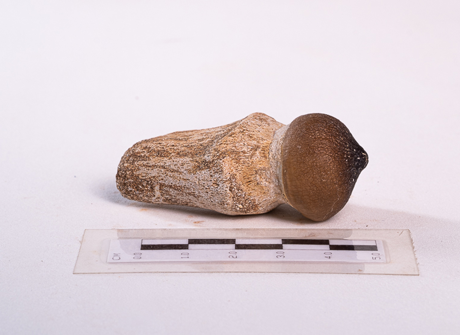 Dente de Mosassaurídeo: <i>Globidens</i> sp. na mandíbula parcial 2 - Imagem 2