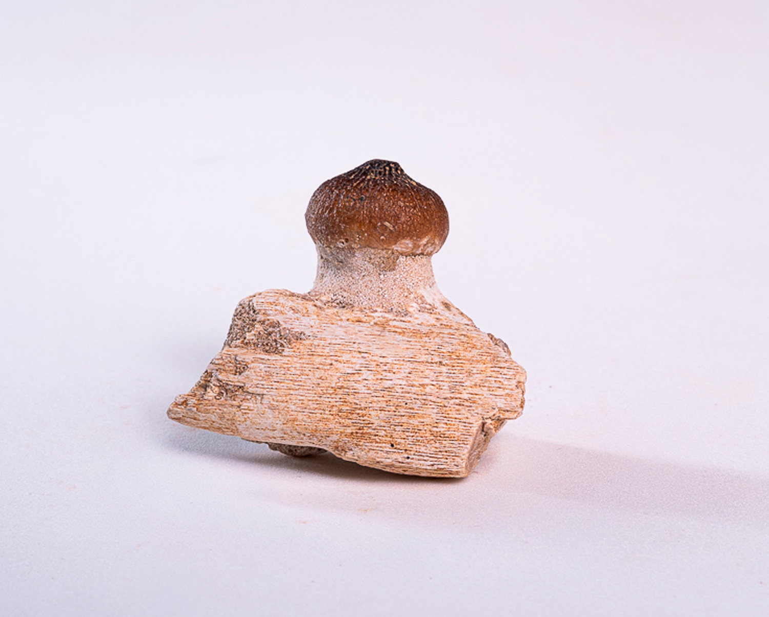 Dente de Mosassaurídeo: <i>Globidens</i> sp. na mandíbula parcial 3