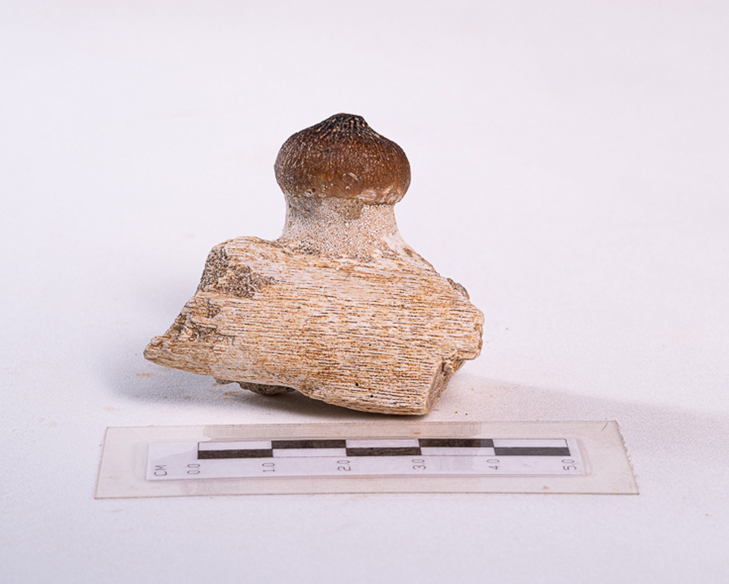 Dente de Mosassaurídeo: <i>Globidens</i> sp. na mandíbula parcial 3 - Imagem 2